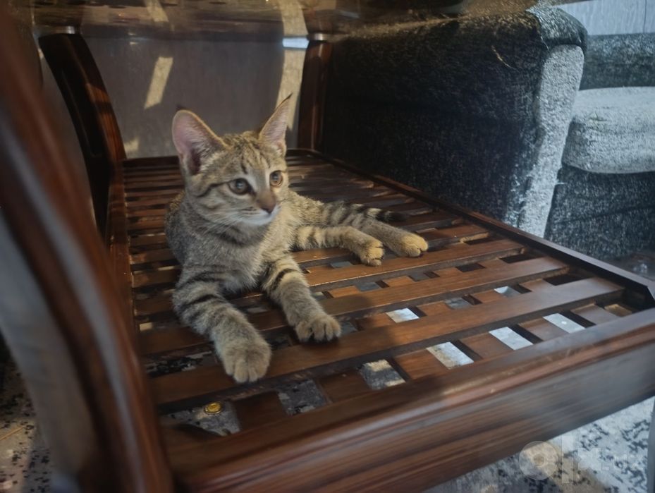 Отдам котят в хорошие руки