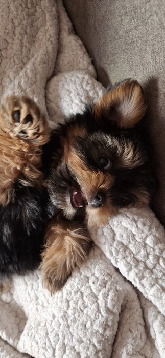 Йоркширский терьер щенки с документами