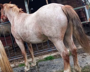 Vând mânză foarte cuminte