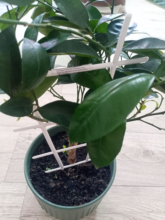 Комнатное мандариновое дерево.