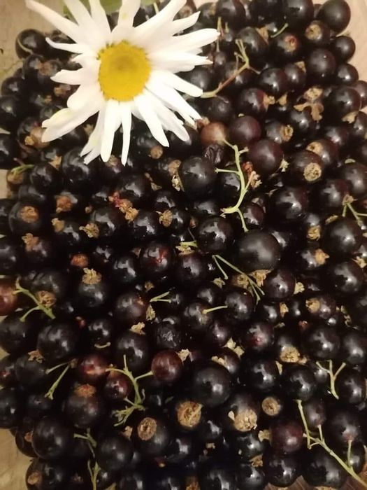 Coacaze rosii si negre