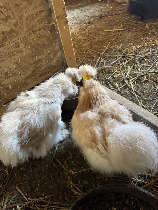 Matase japoneza exemplare top