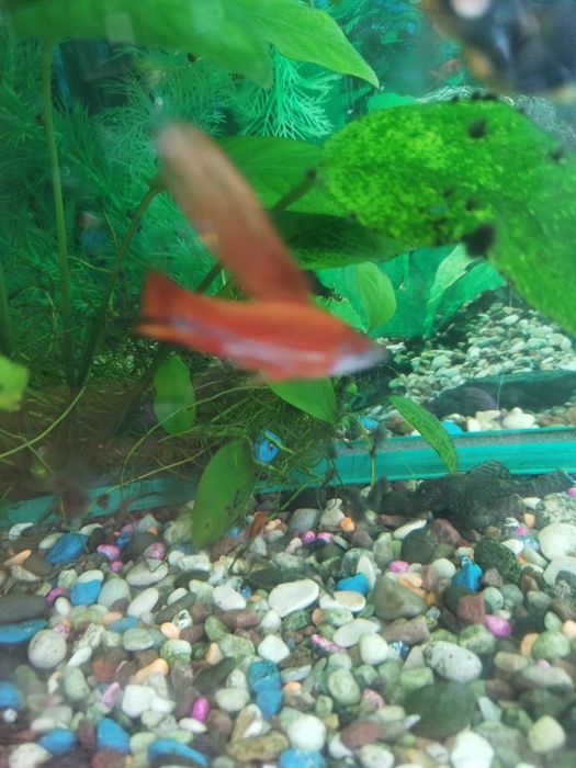 Самец меченосец флаговый