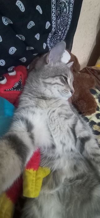 Породистый кот 10 месяцев