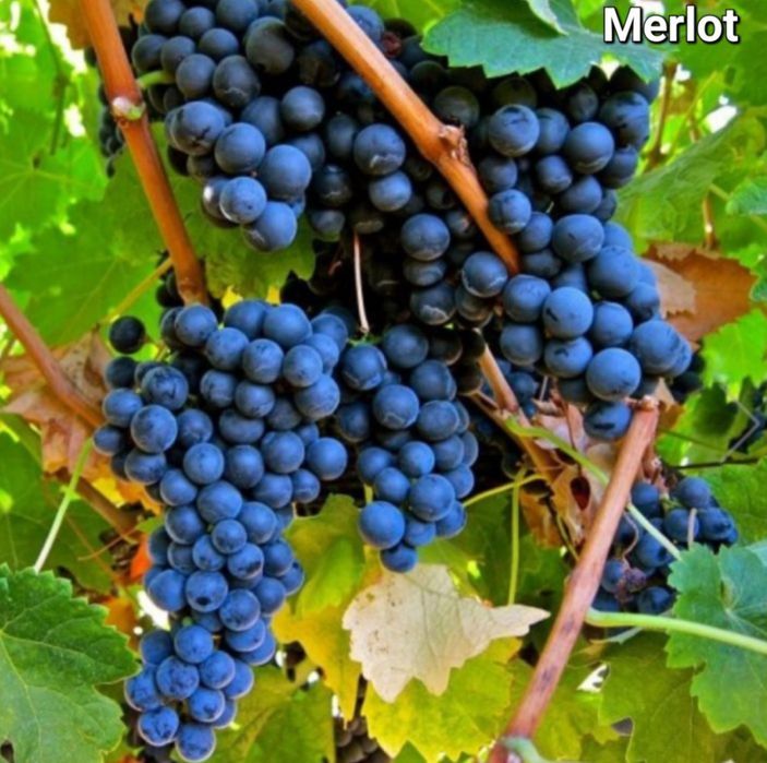 Vita de Vie material saditor