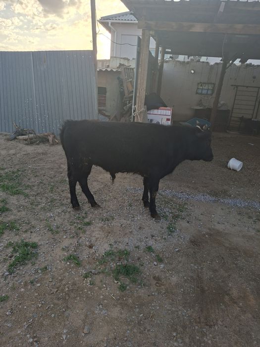 1 жасар баспак еркек