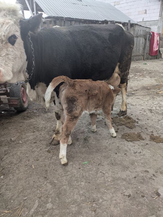 Vând vaca fătată cu vitica