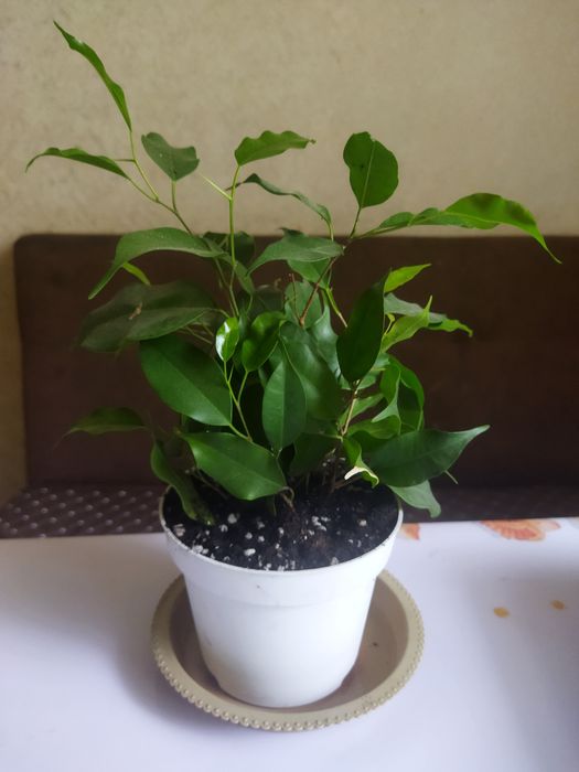 Комнатные цветы, Алматы