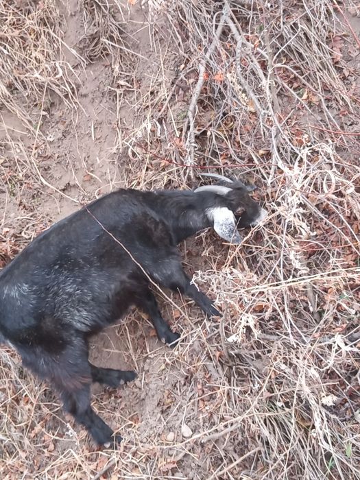 Продаётся козлята и козёл