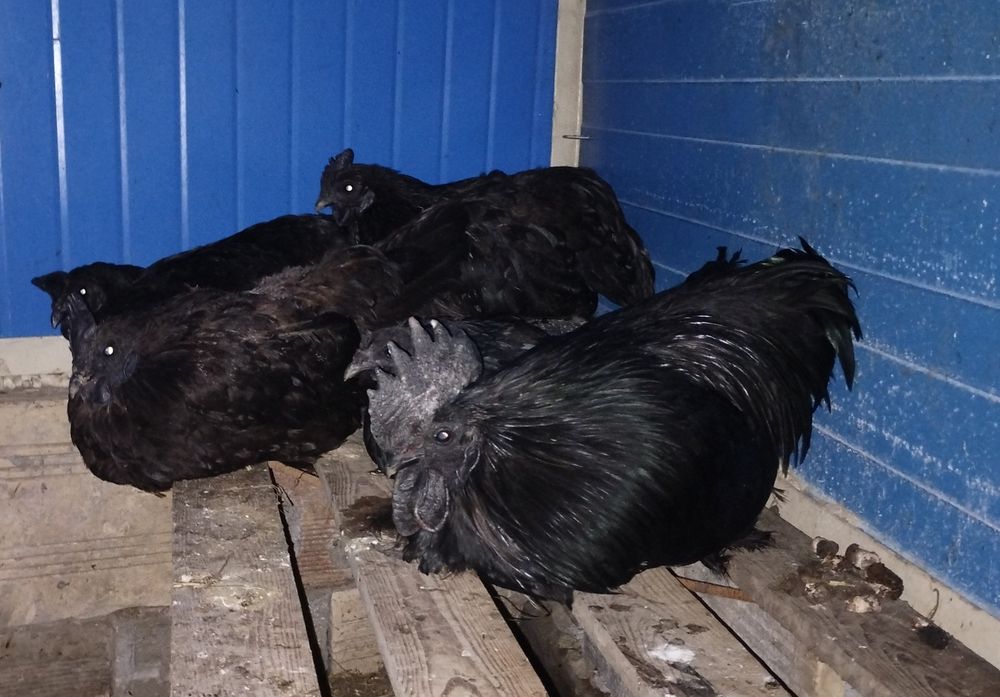 Чифтове Кемани,Серами, Копринки.Яйца за люпене.Зайчета и морски свинче