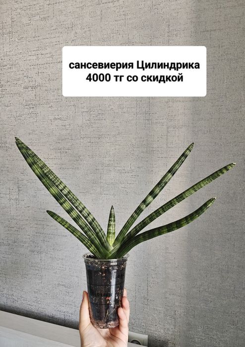 Гастерия суккуленты комнатные цветы