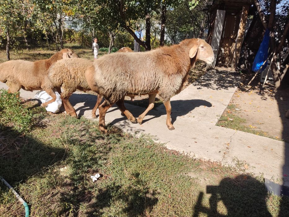 Продам Арашаны на племя