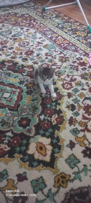 Отдам котят в добрые руки