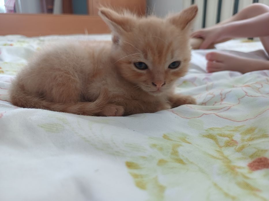 Отдам котят девочка и мальчик