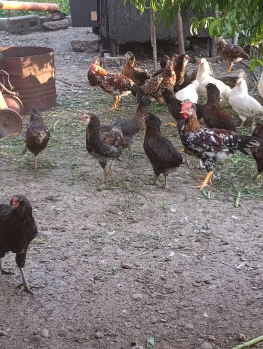 Vând pui de rasă Ameraucana