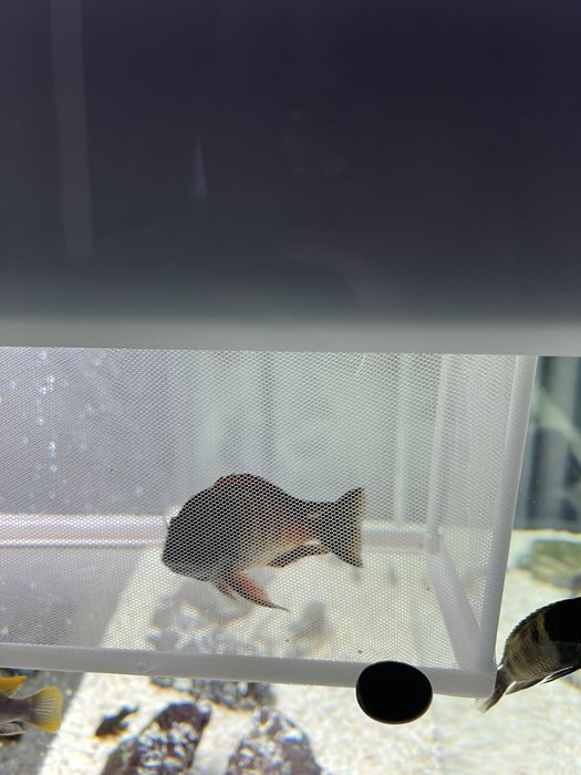 Трофеус Мура молиро