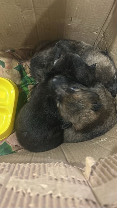 Срочно отдам щенка