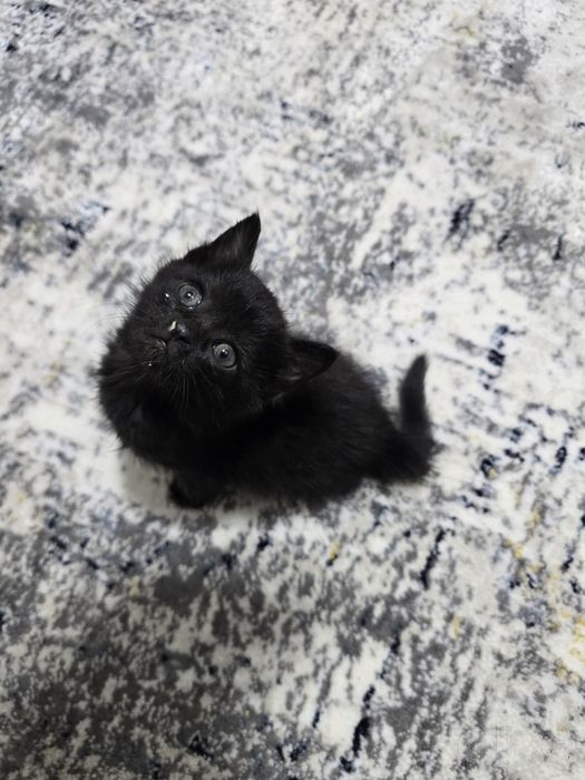 Бесплатно отдам КОТЁНКА в добрые руки