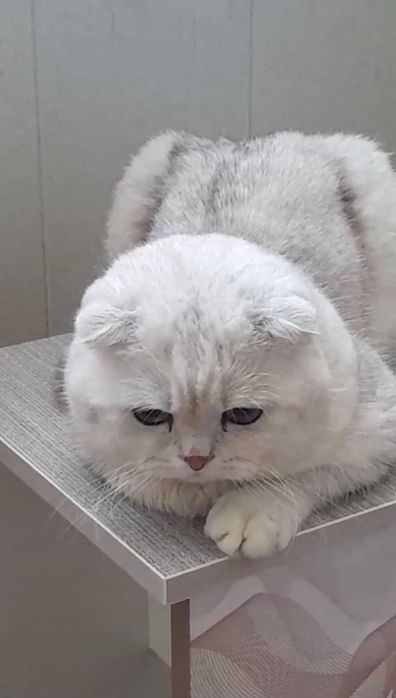 Продается котёнок