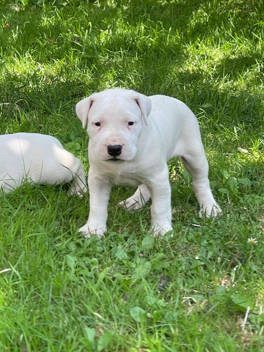 Mascul Dog Argentinian/Pedigree