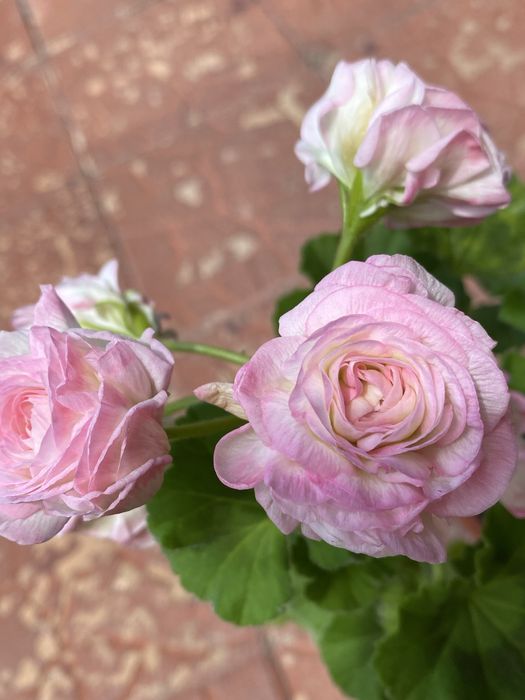 Вкоренени резници от сортови мушката.