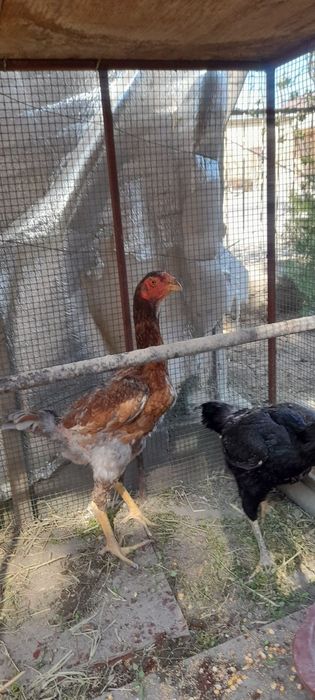 Tovuq tuxumi sotiladi