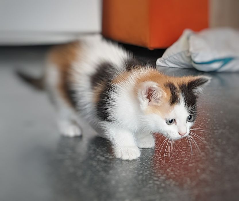 Отдам котят в добрые руки