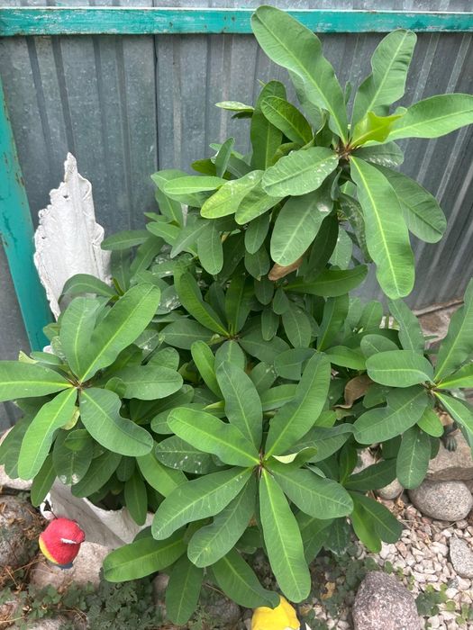 Продам цветы разные