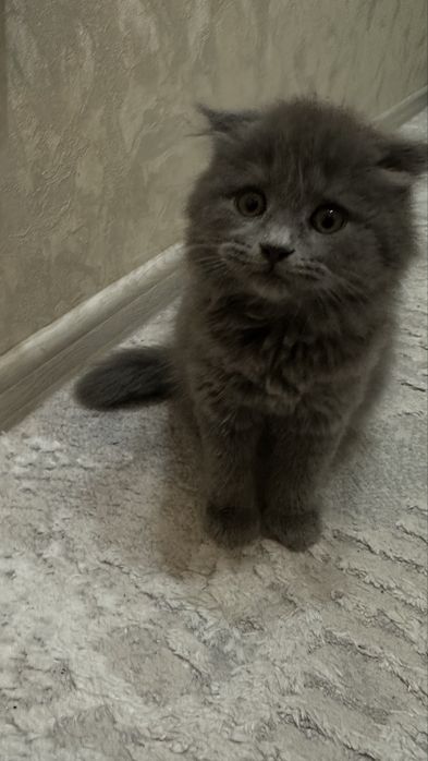 Скотиш фолд котенок