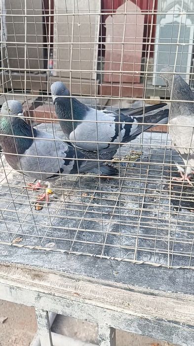 Голуби сизые бакинцы