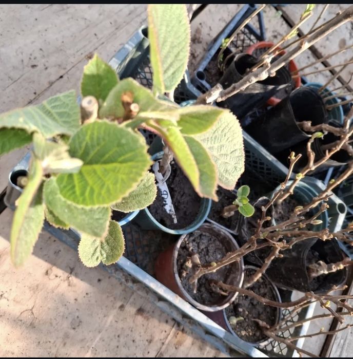 Саженцы голубики