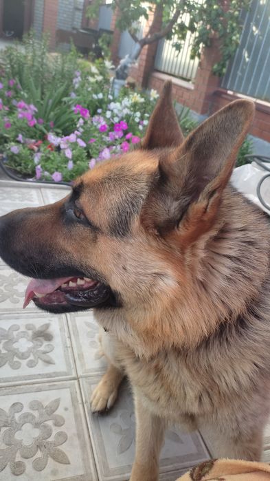 Вязка немецкая овчарка