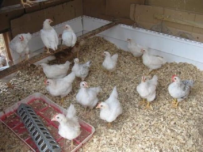 Леггорон жожалари