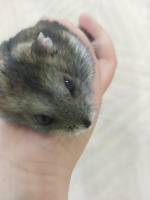 Отдам в добрые руки