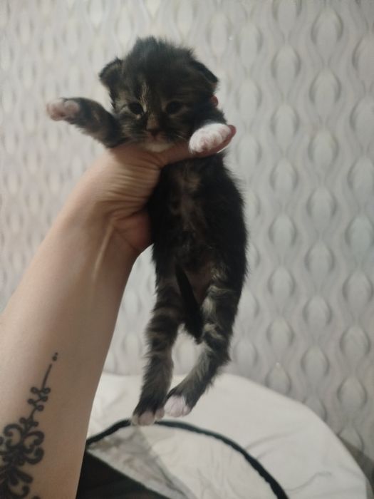 Открыта бронь котята мей кун