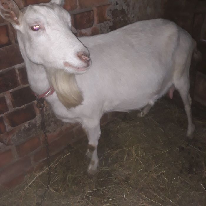 Vând  capră Sanen cu o ieduta