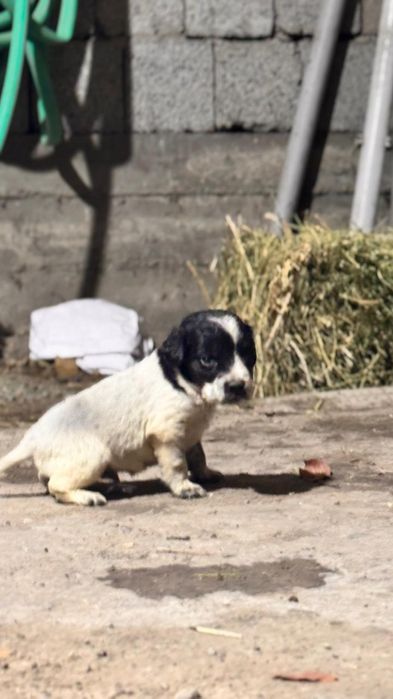 Руский охотник спаниель