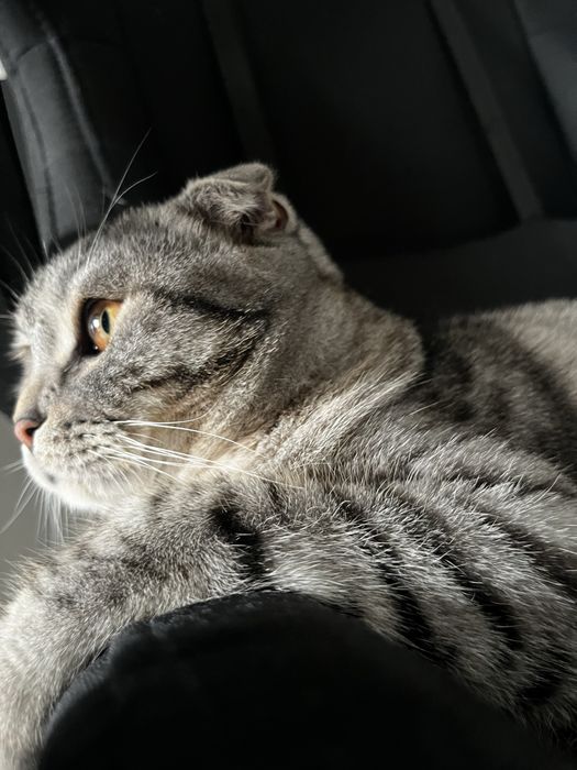 Британский кот.
