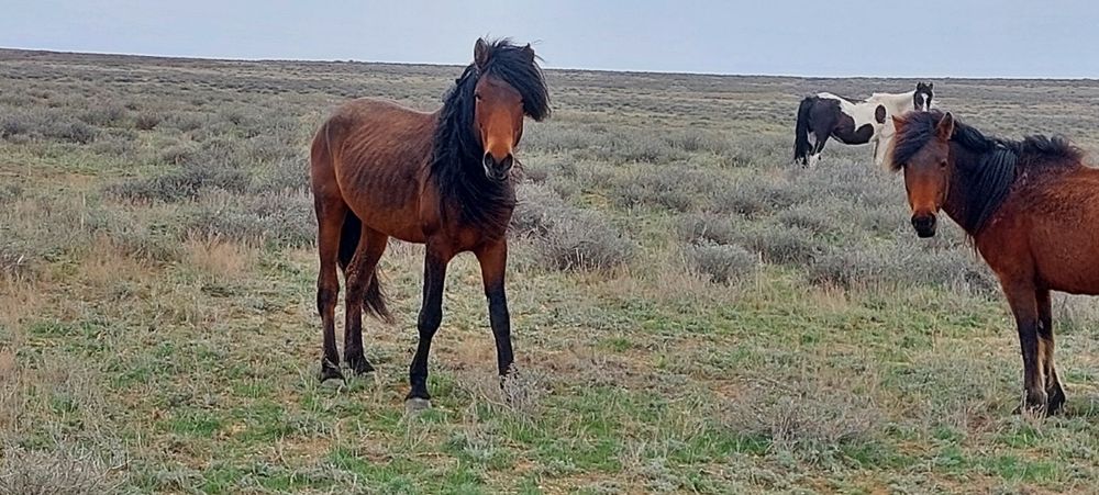 Екі айғыр сатылады