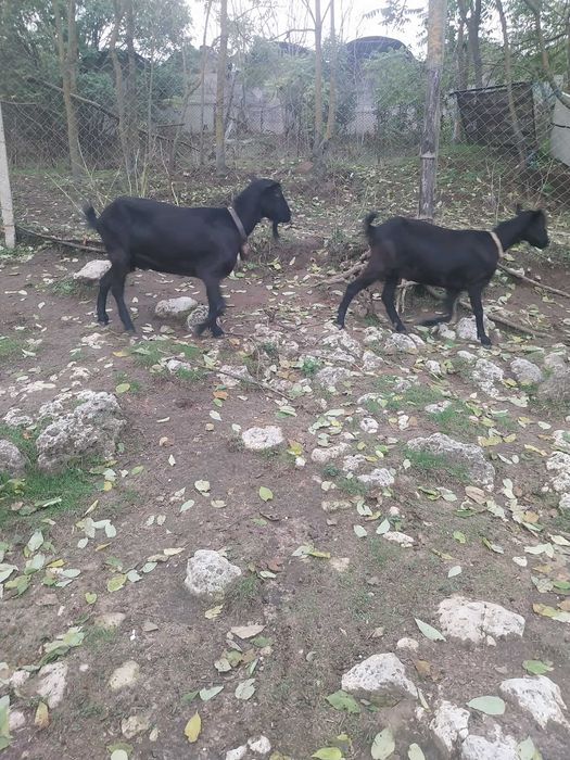 Млади млечни заплодени кози