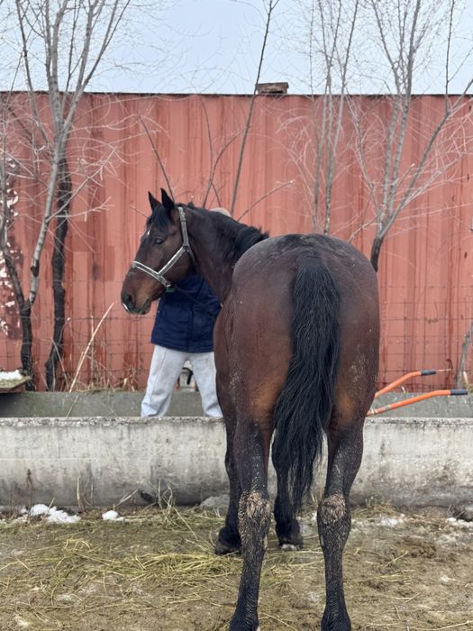 Ат,айғыр,лошадь,жылқы