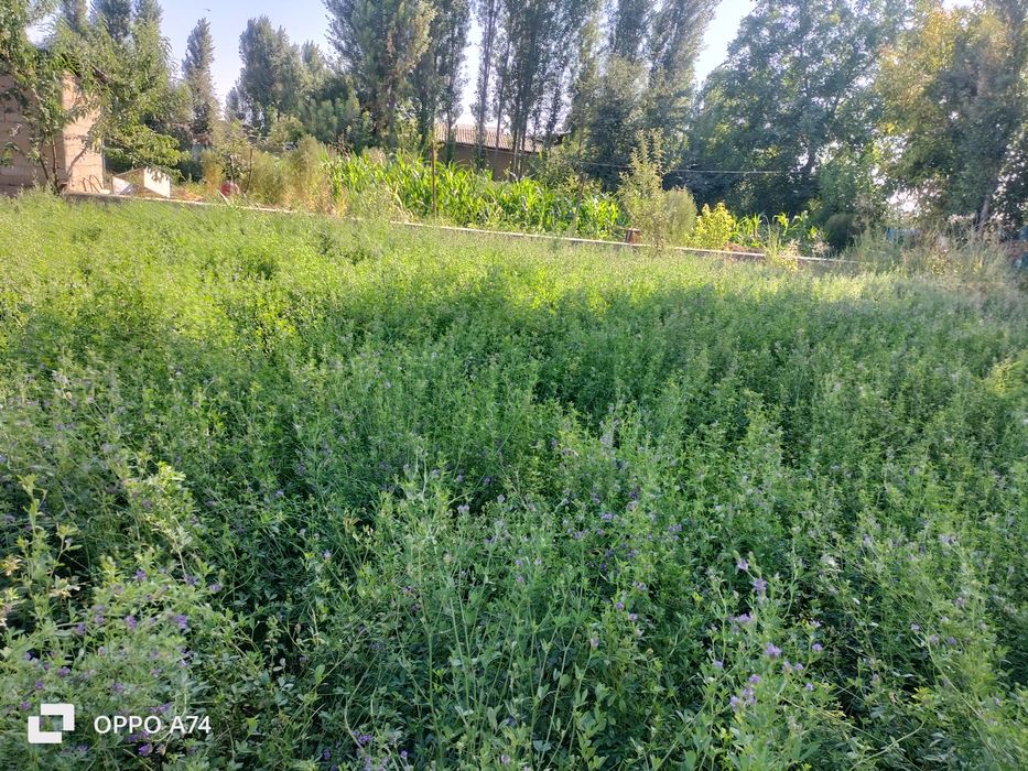 Yer sotiladi 4 sotix