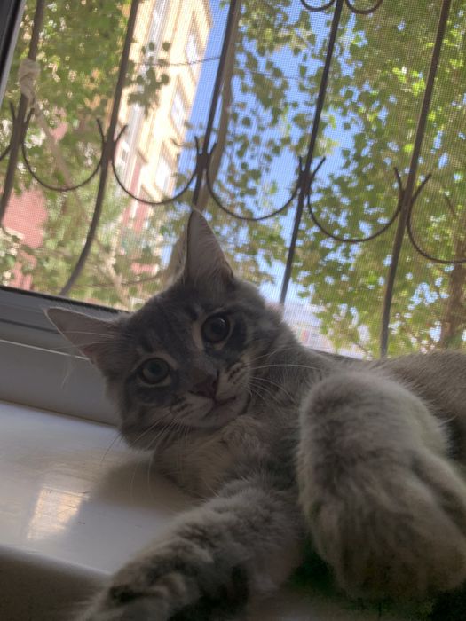 Отдам котенка в хорошее руки