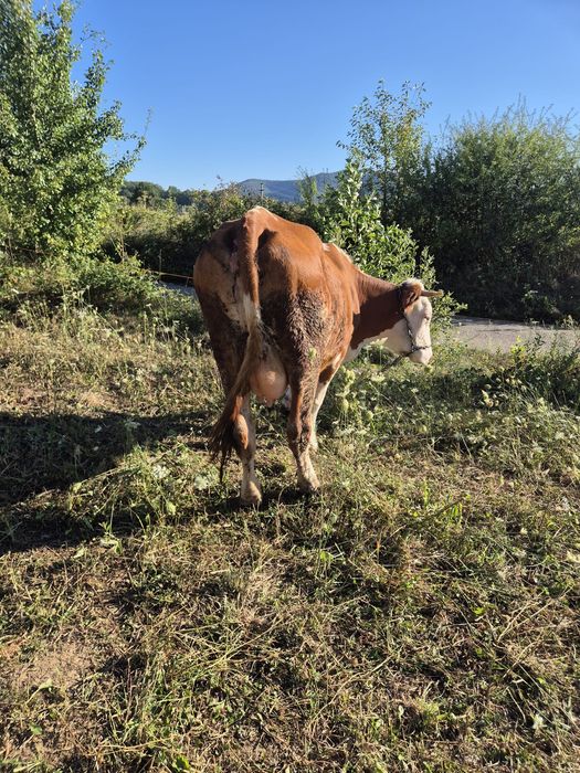 Vând junincă cu lapte