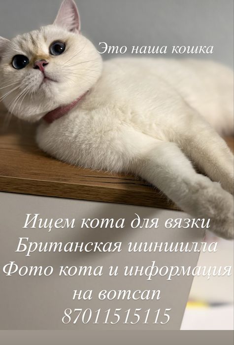Вязка кошки .нужен кот