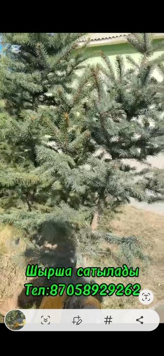 Ёлки с 30000 тг до 70000