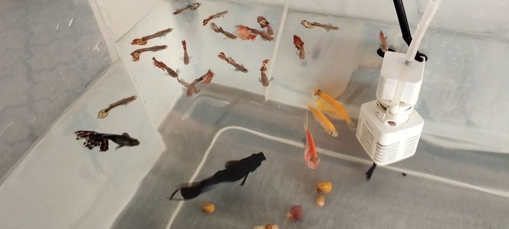 Продаются аквариумные рыбки и улитки!