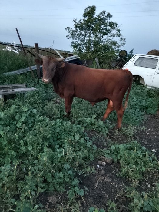 Продам быка хороши