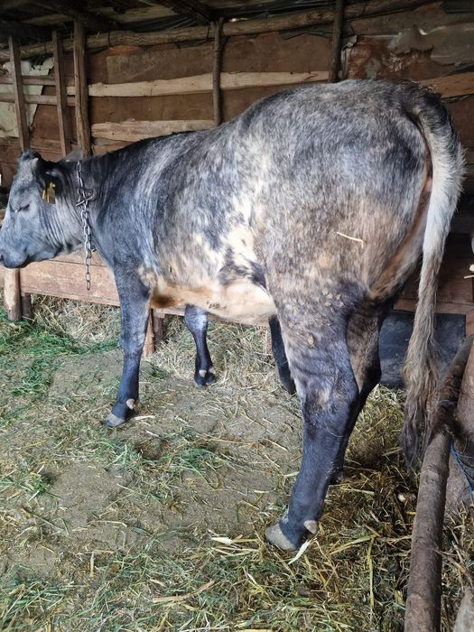 Vând taur și juncă!