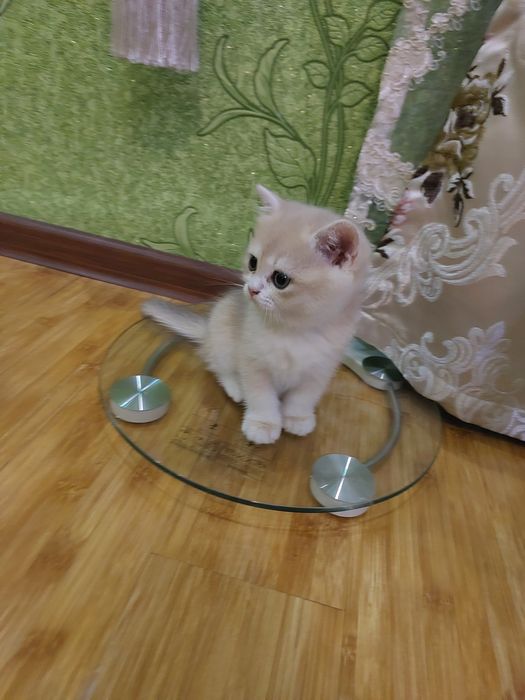 Британ шиншилла мушукчалари!